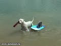 A doggy summer - A kutyák is szeretik a strandot