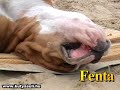 A doggy summer - A kutyák is szeretik a strandot