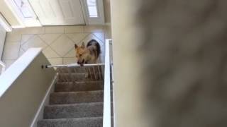 Este perro ya sabe abrir la verja de las escaleras