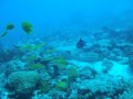 Diving Similan Islands, Thailand