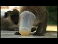 Drunk Monkeys Fail - Weird Nature