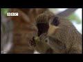 Drunk Monkeys Fail - Weird Nature