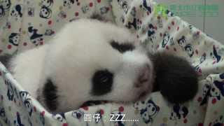 圓仔雙滿月體檢 The Giant Panda Baby Health Checkup