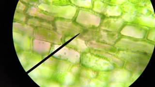 elodea cytoplasmic streaming