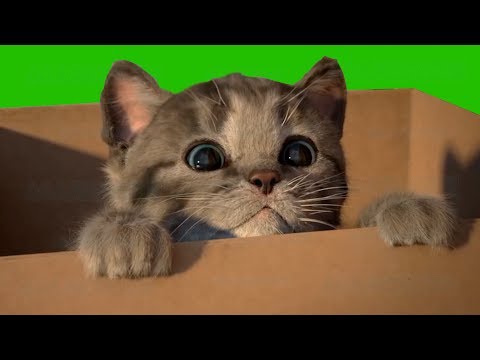 Little Kitten My Favorite Cat Play Fun Pet Care Game for Toddlers and Children