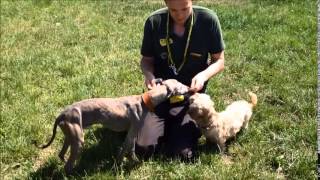 Dogs Trust Shoreham: Flight & Florence