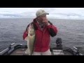 Fish Ed. Trolling Crankbaits for Giant Summer Walleye