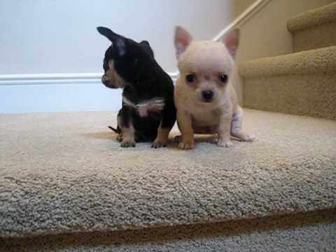 Teacup Chihuahua Puppies for Sale - YouTube