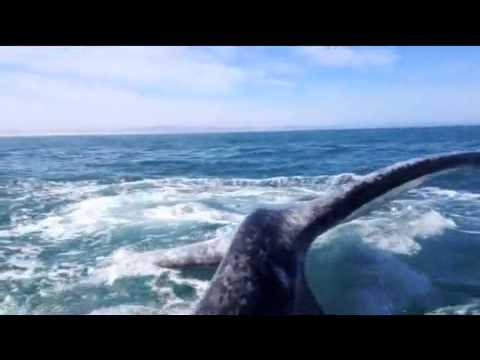 Girl gets slapped in the face by a whale