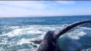 Chica golpeada en la cara por ballena