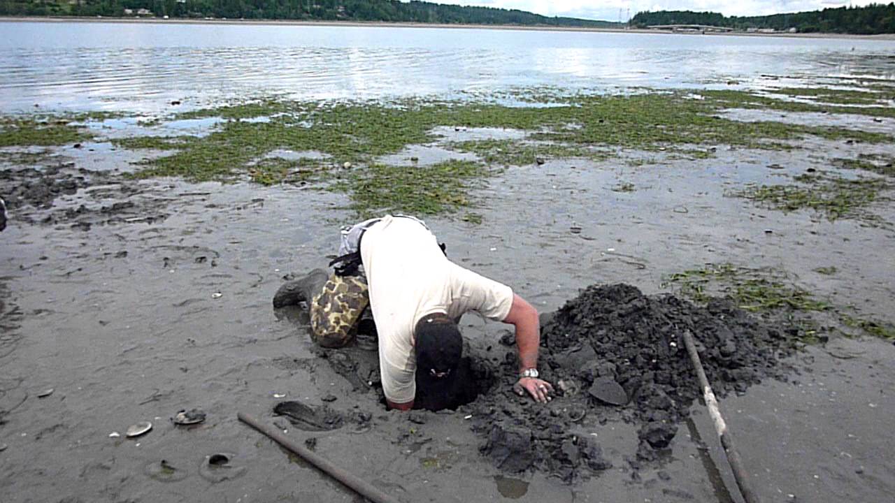 Digging a geoduck YouTube