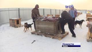 Бердский приют «Надежда» переехал в новое здание