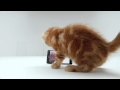 AT&T Infuse &quot;Kitten&quot;
