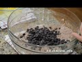 Chocolate Muffins Recipe Demonstration - Joyofbaking.com