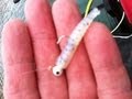 How to Fish a GO GO Minnow and Road Runner combo for Huge
