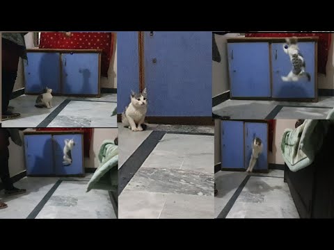 Funny Playing Jumping Cat Video