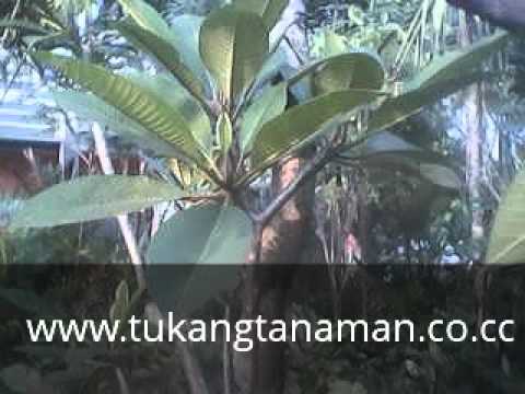 Tanaman Hias Bonsai Rumput Info Pohon Kamboja Tanaman Hias Bonsai Rumput Info Pohon Kamboja