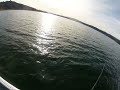 Go Pro Lunker Punker Swimbait Castaic Lake Striper Action