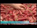 Saveur à la carte, le piment d'Espelette - 4 septembre 2013