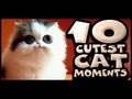 10 Cutest Cat Moments 10 Cutest Cat Moments