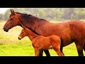 Les animaux de la ferme : le cheval