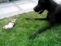 petit chien a pas peur du gros chien