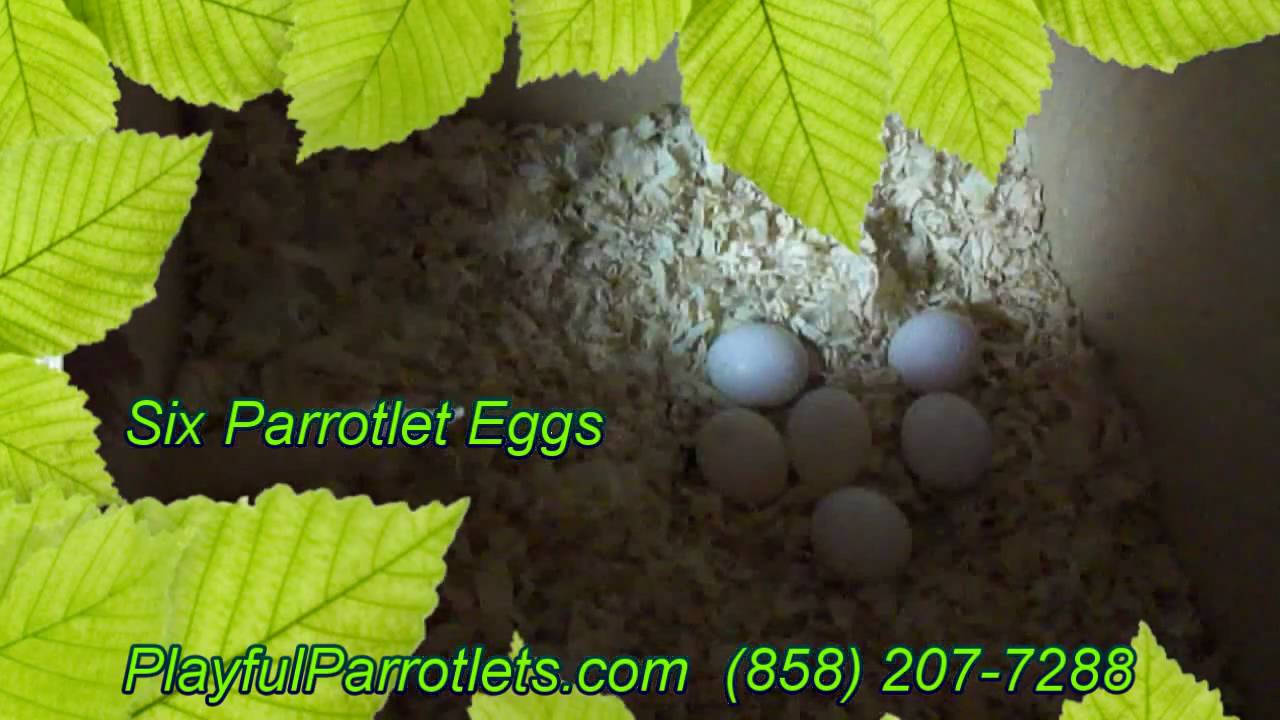 Six Parrotlet Eggs YouTube