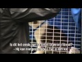 Larry the cat enters 10 downing street, british journalism at it's best