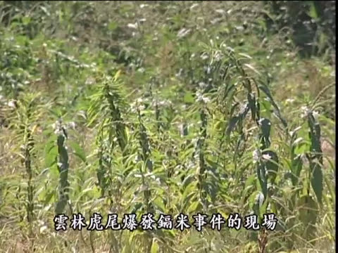 我們的島 第217集 鎘米‧再見  (2003-08-11) - YouTube pic