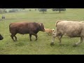 welsh sheep dog