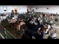 Profession Entrepreneur - Dominic Gosselin, Ferme Caprins de l'Île