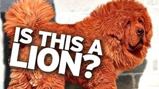 Zoo Claims Dog is a Lion!