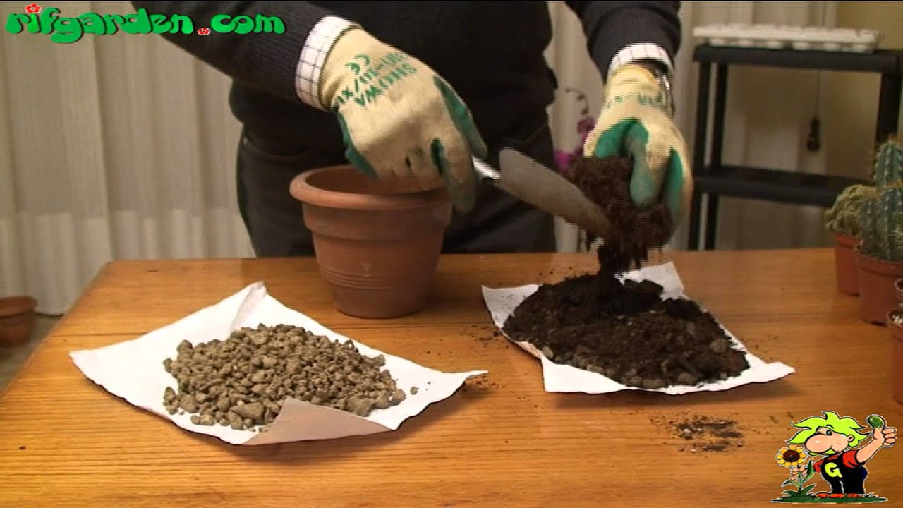preparing the soil for a succulent plant youtube preparing the soil for a succulent plant youtube