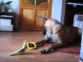 Layla chien joue avec cockatiel