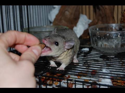 Brazilian Short Tailed Opossum Care - YouTube