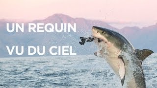 Un requin vu du ciel