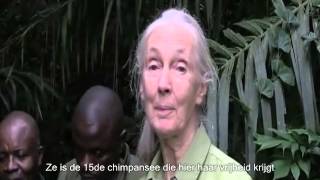 Wounda de chimpansee omarmt Jane Goodall