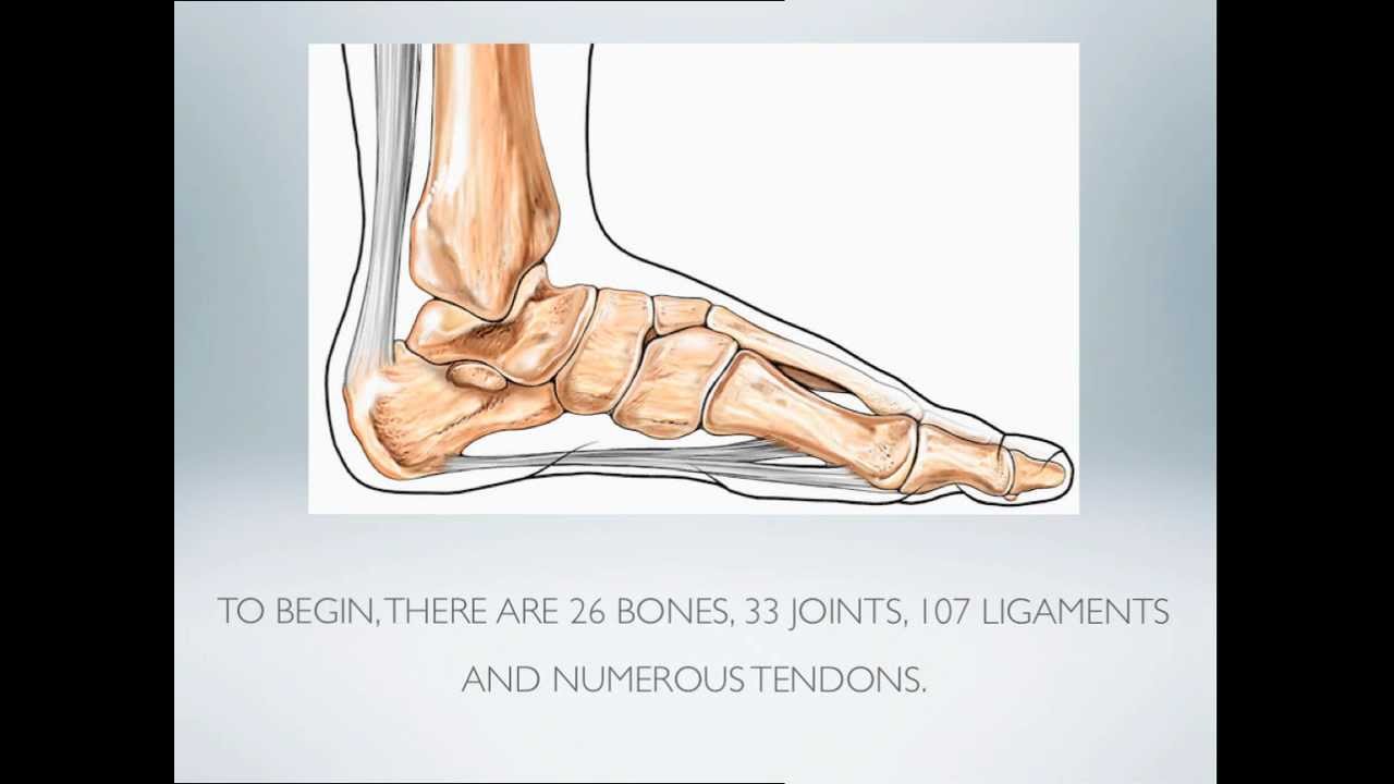Foot Anatomy 101 (video and transcript) - YouTube