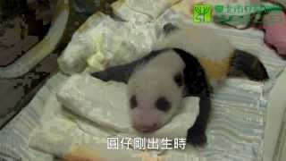 圓仔的趾爪 Paws and Claws of Giant Panda Baby