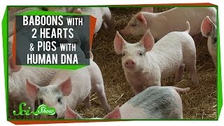 Baboons With 2 Hearts & Pigs With Human DNA