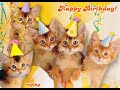 Happy Birthday Kittens - Happy Birthday ecards - Birthday Greeting Cards