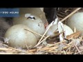 A swan nest hatching