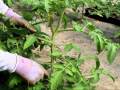 How To String & Sucker Tomato Plants - Youtube