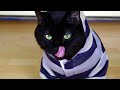 N2 the Talking Cat - Preppy Kitty Style (Psy Oppa Gangnam Style Parody)