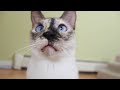 N2 the Talking Cat - Preppy Kitty Style (Psy Oppa Gangnam Style Parody)