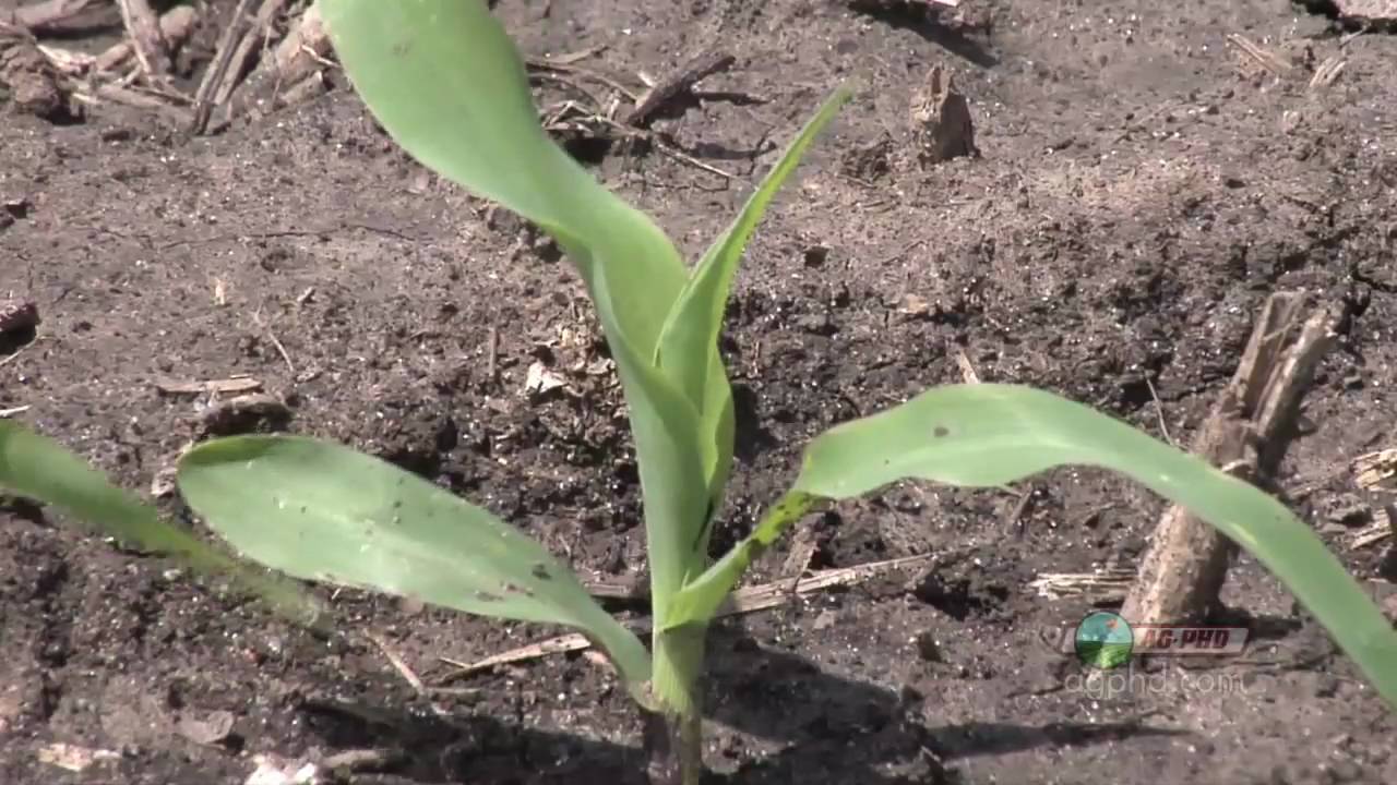 Farm BasicsCorn Growth Stages 633 (From Ag PhD 633 5/23/10) YouTube