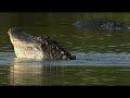 The American Alligator