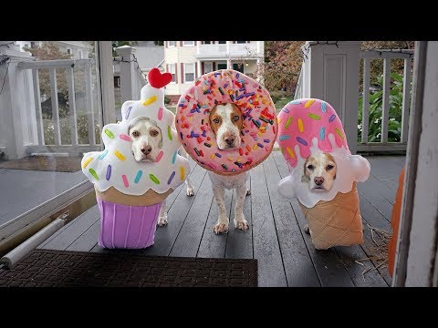 Halloween Dog Trick or Treat Surprise! Funny Dogs Maymo, Penny & Potpie