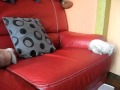 vidéo +bébé de pétunia 25 11 2010 015