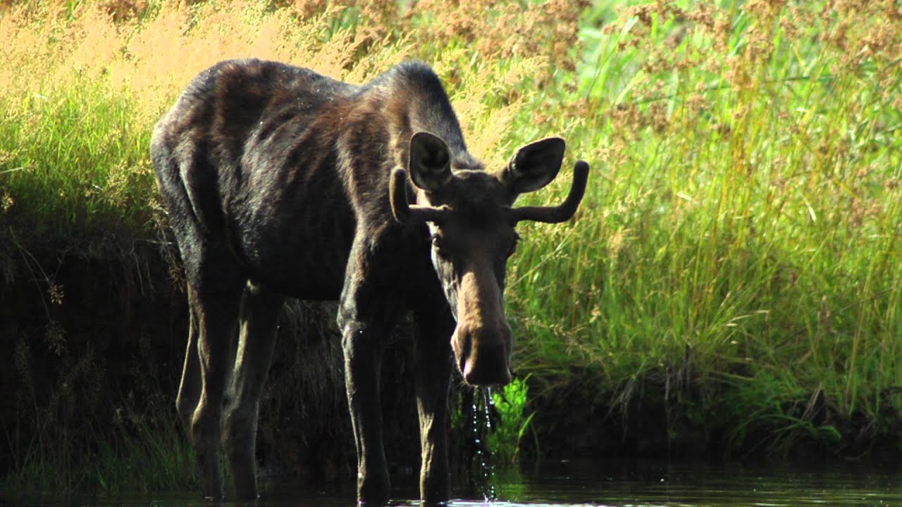 Driver Swerves to Avoid Moose, Hits Bear - YouTube